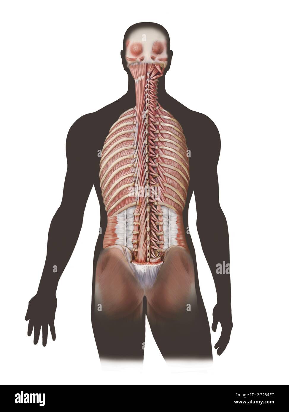 Deep spinal muscles and intercostal muscles. Stock Photo