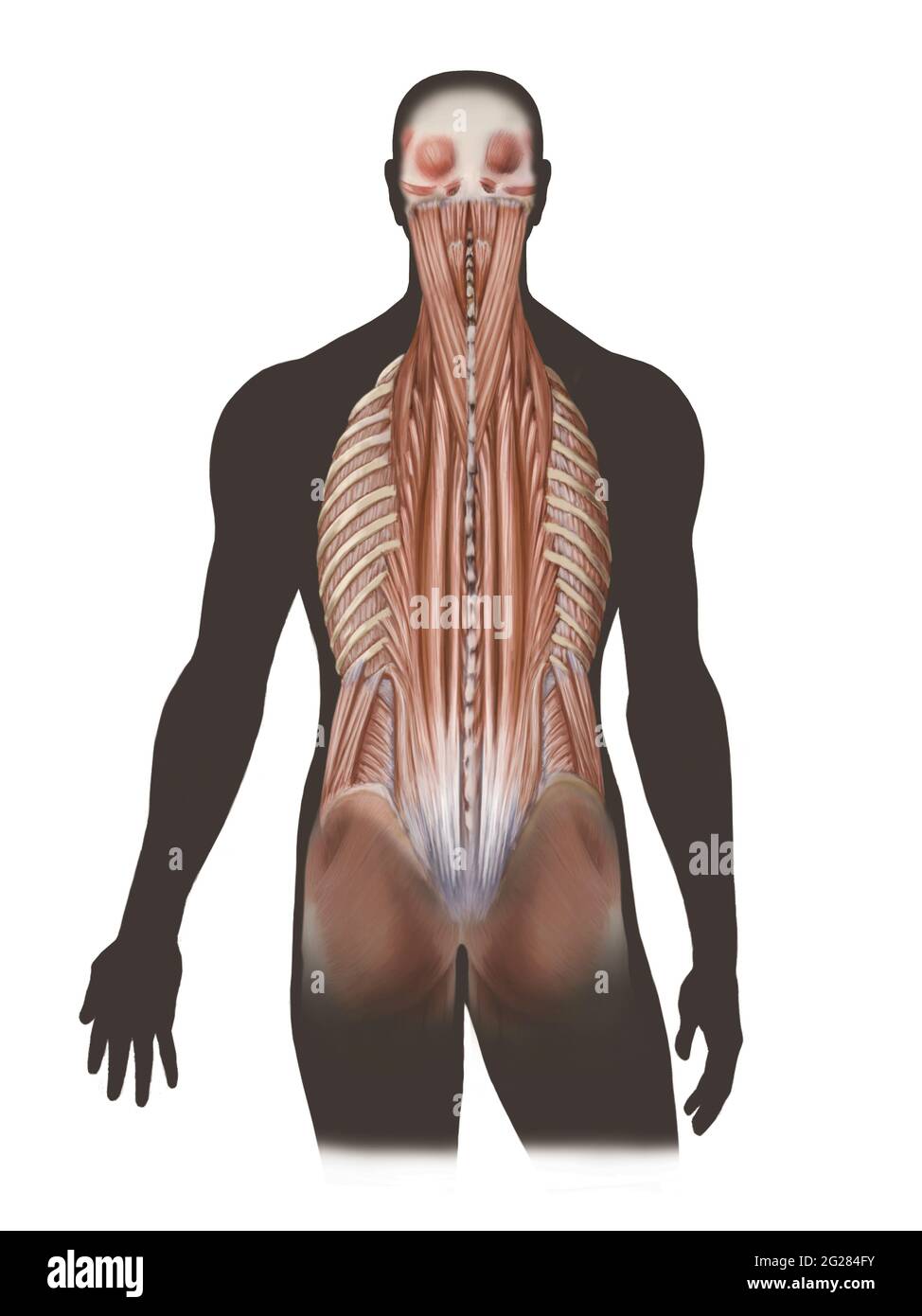 Deepest back muscles. Stock Photo