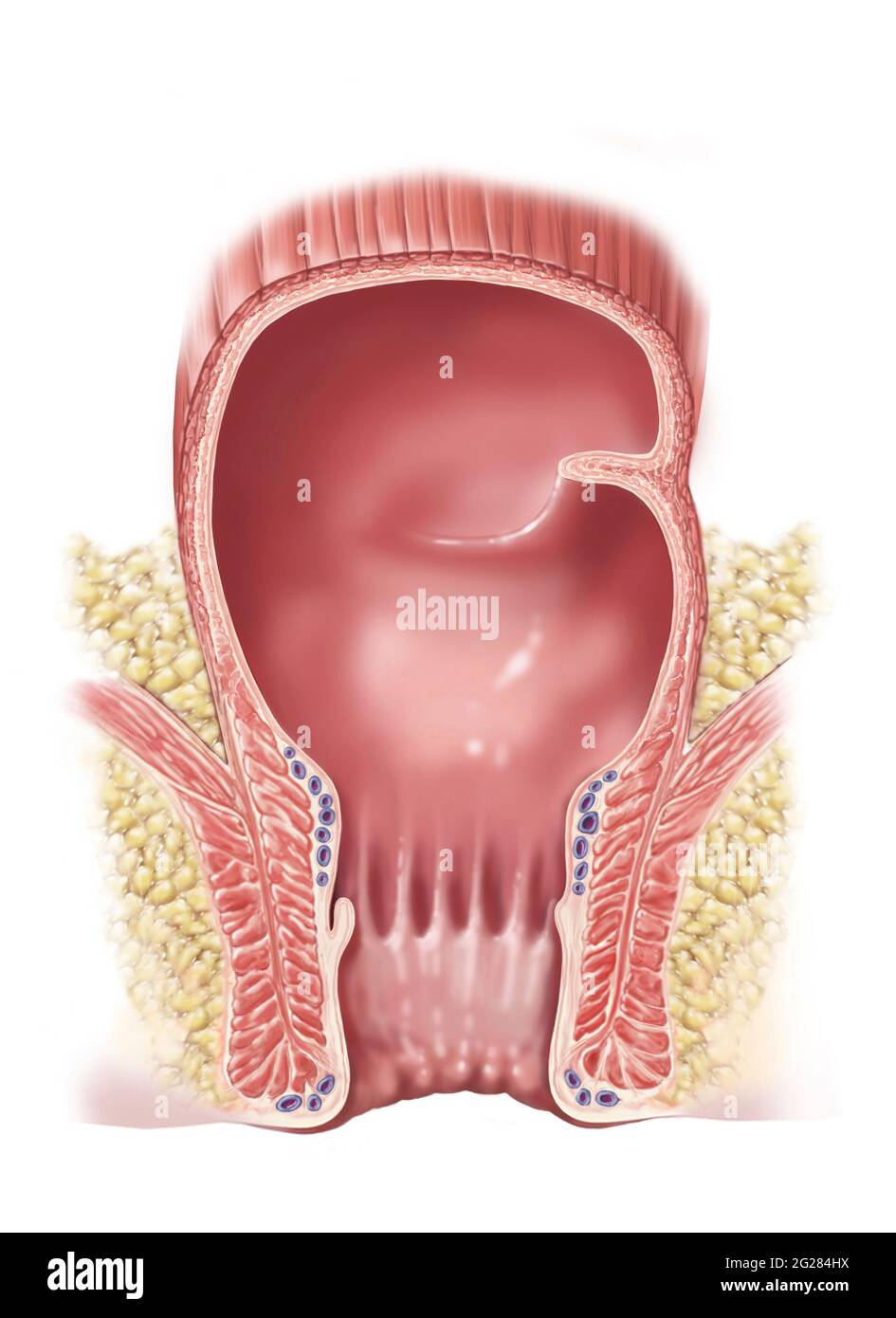 Detail of normal rectum and anus. Stock Photo