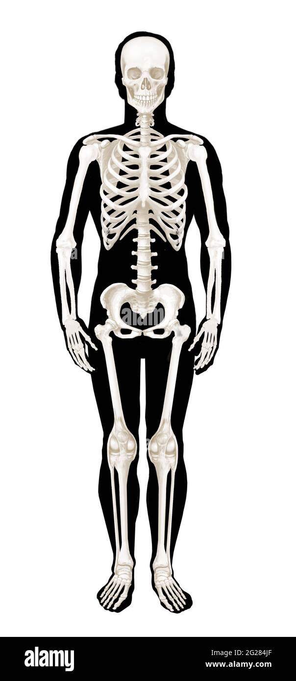 Front view of skeleton on generic silhouetted figure. Stock Photo