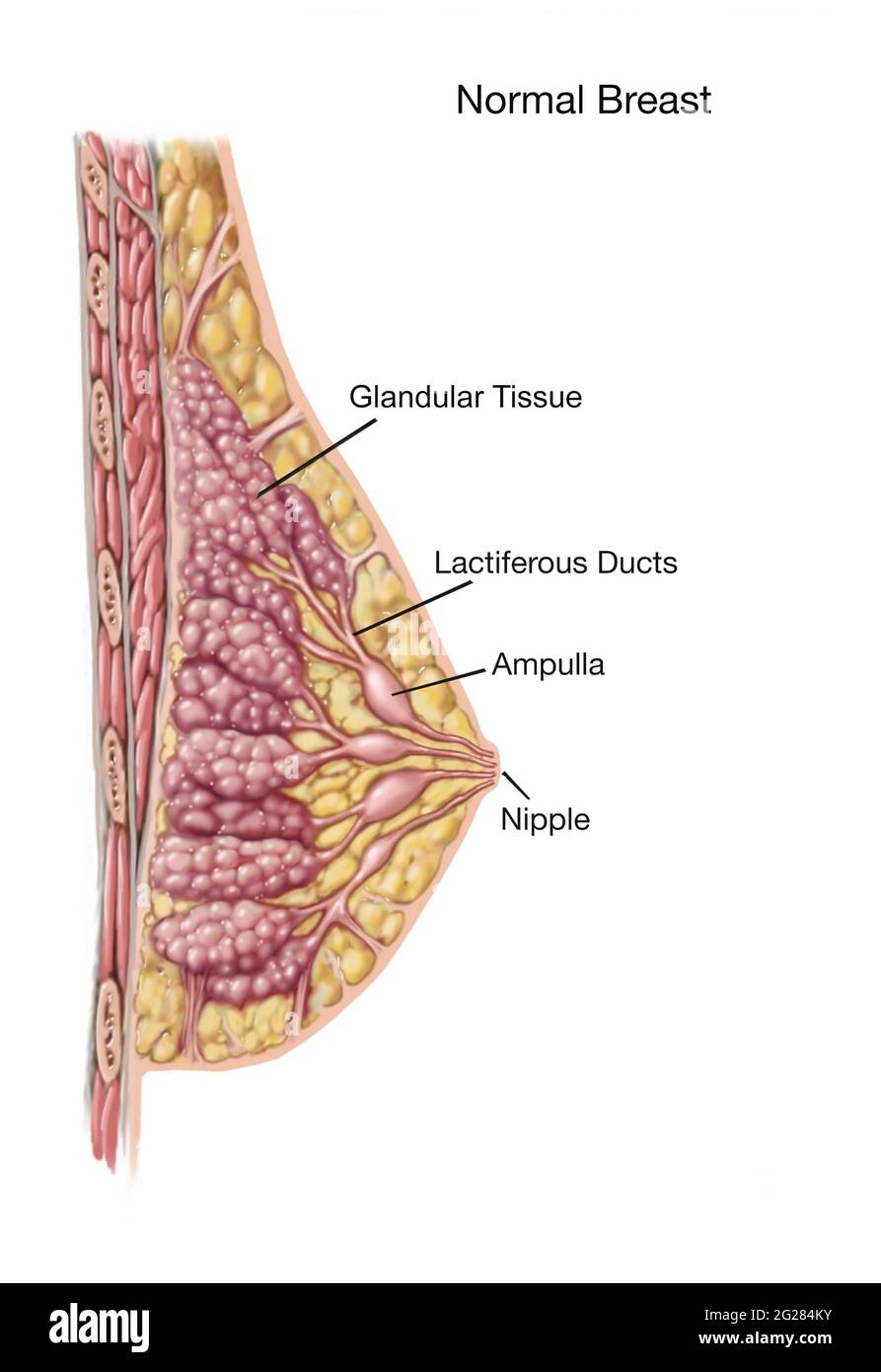 Breast anatomy labelled stock illustration. Illustration of tissue