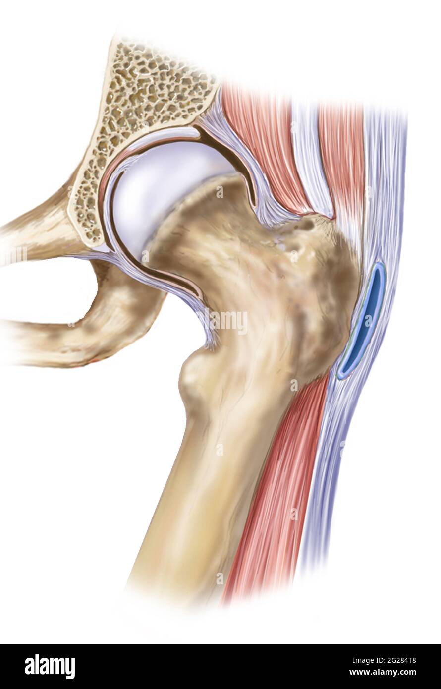 Hip joint showing greater trochanter bursa and ligaments. Stock Photo