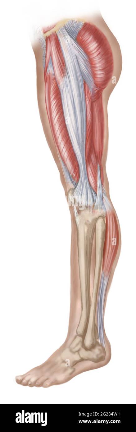 View of leg from side showing abductors and gastrocnemius on lower leg Stock Photo