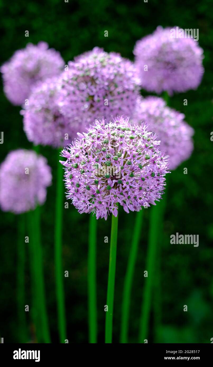 allium flowers in english country cottage garden, norfolk, england Stock Photo