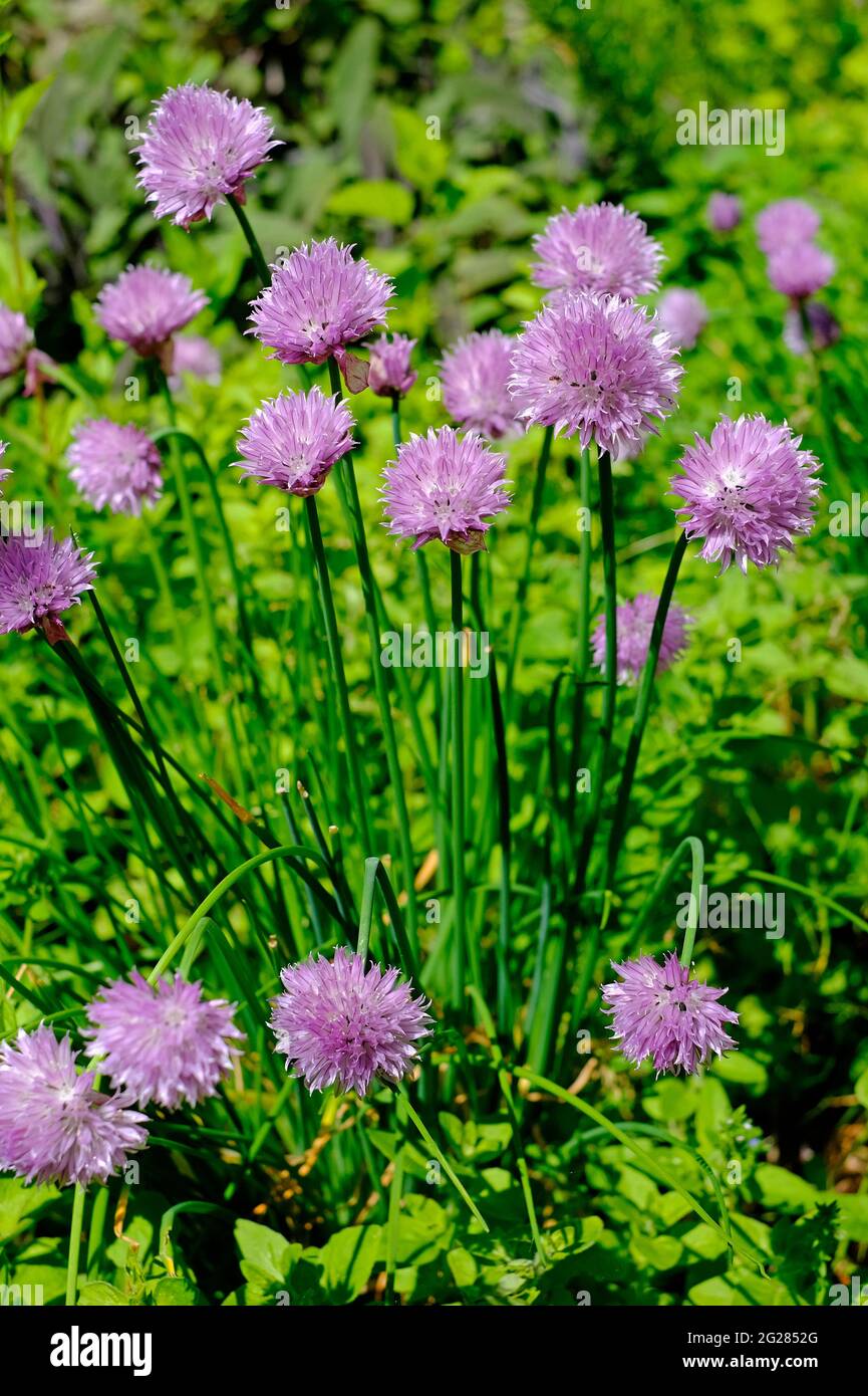 pink flowering chive flowers in english garden, norfolk, england Stock