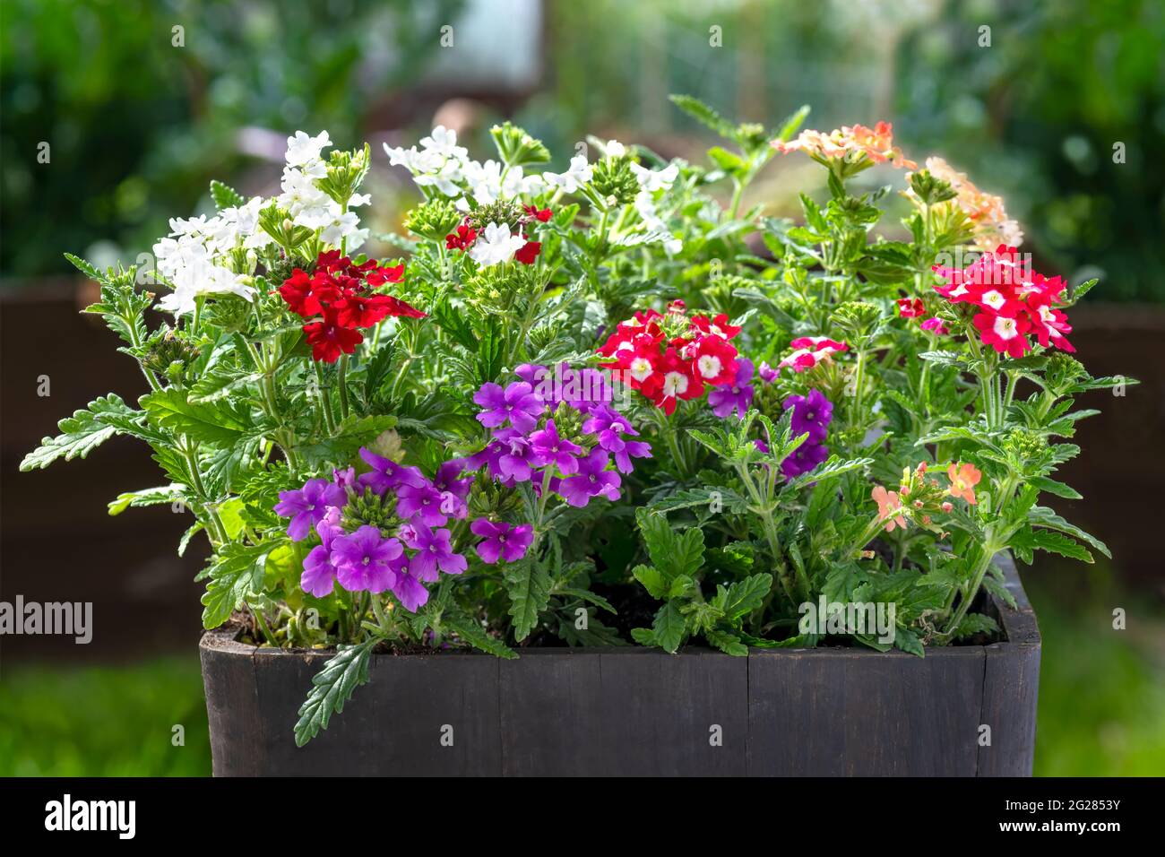 Selection of bedding plants, glandularia from the verbenaceae various colours potted and I was in the planter with a blurred garden background copy sp Stock Photo