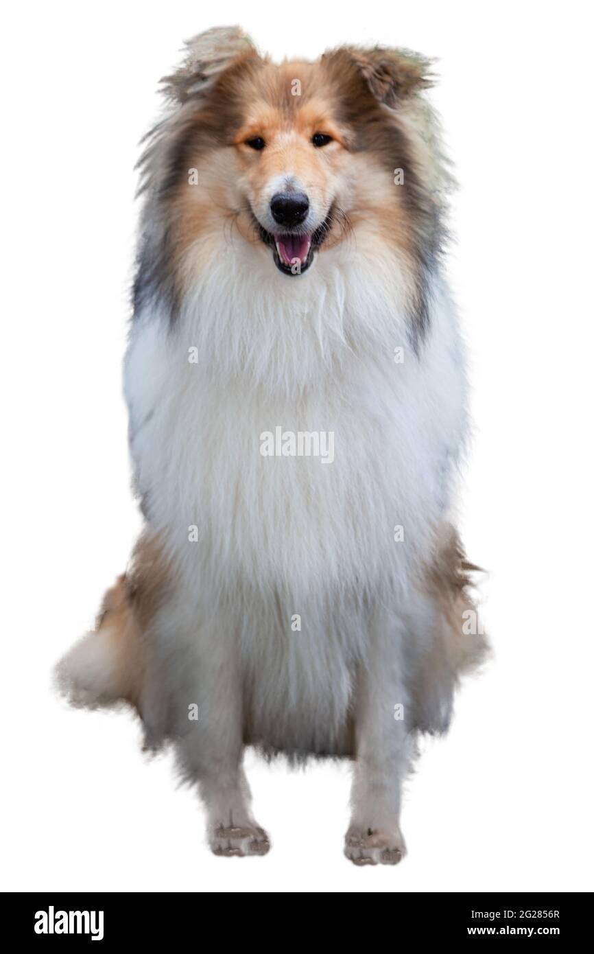 cute charming lassie brown