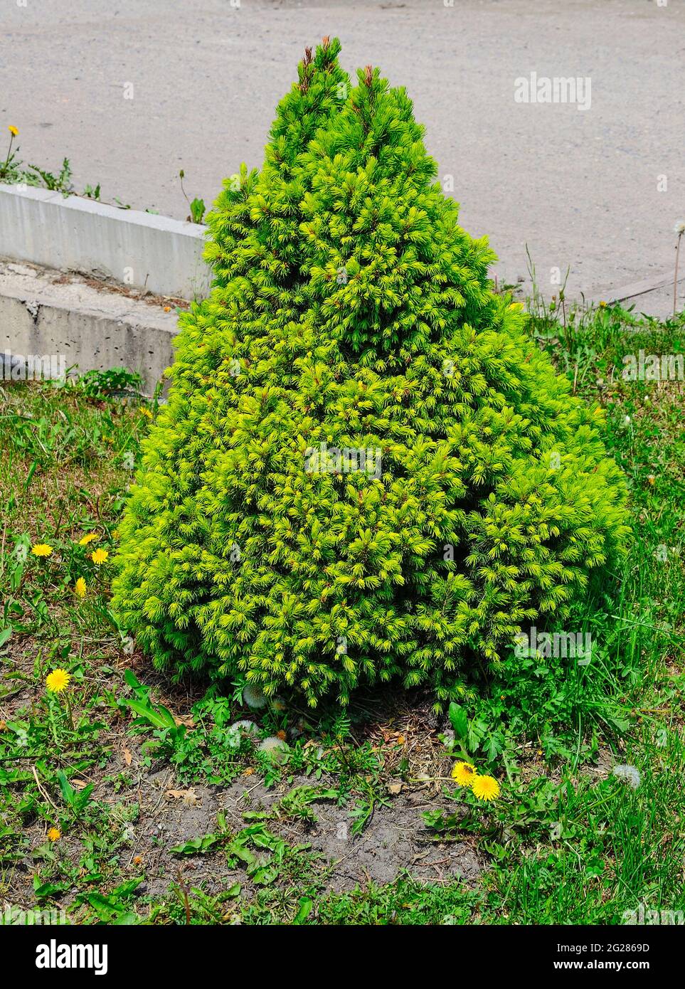 Spring growth of dwarf Canadian spruce Conica (Picea Glauca), Evergreen perennial coniferous plant used as decoration in landscape design of park or g Stock Photo