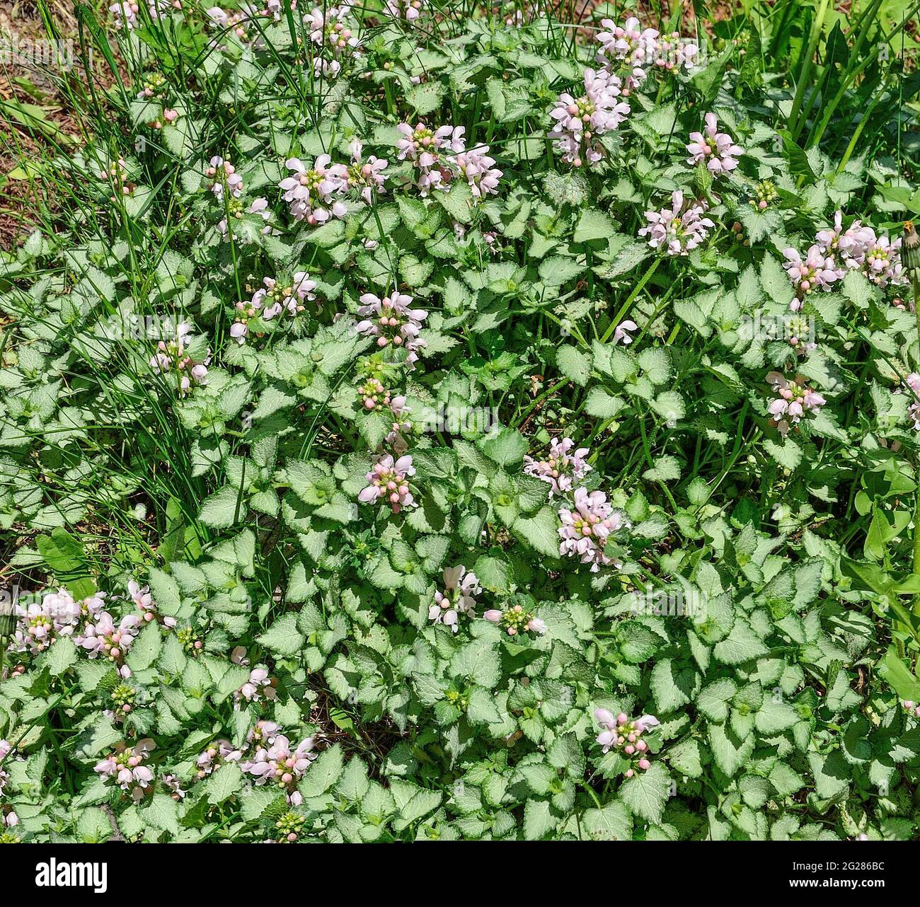 Flowering of Ground Cover plant dead-nettle or pink pewter lamium maculatum  (Silver Carpet) with silvery white with green edges leaves and pink flowe Stock Photo