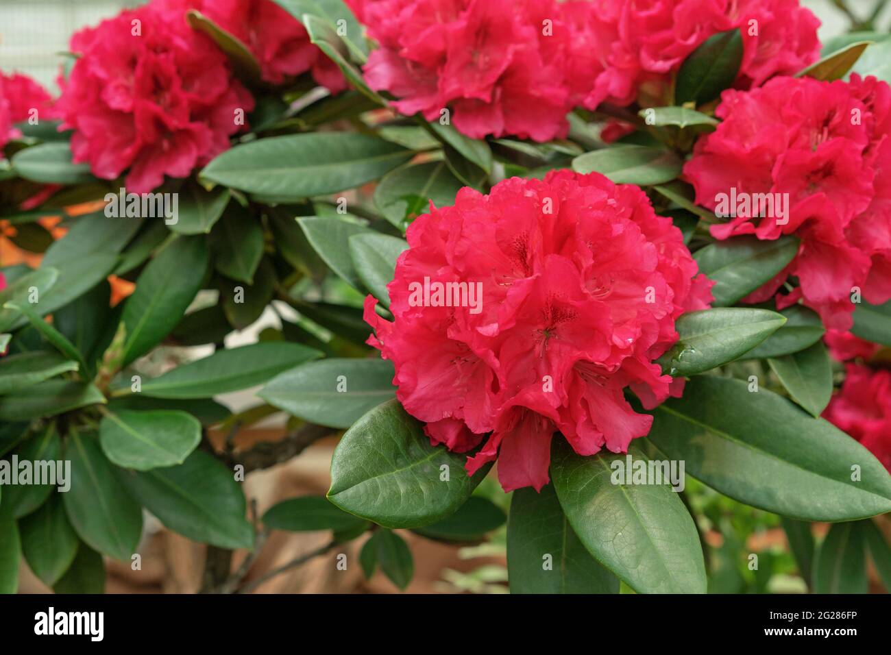 Pacific red rhododendron (Rhododendron macrophyllum) is a large-leaved species of rhododendron native to the Pacific coast of North America. Stock Photo