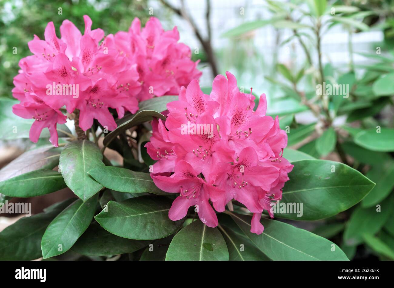 Pacific pink rhododendron (Rhododendron macrophyllum) is a large-leaved species of rhododendron native to the Pacific coast of North America. Stock Photo