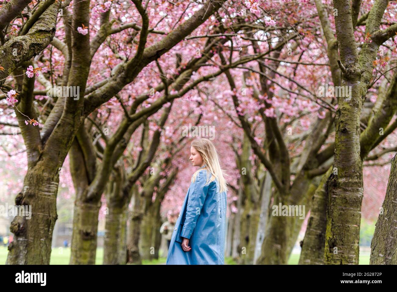 Edinburgh's Cherry Blossom trees in the Meadows come into their yearly ...