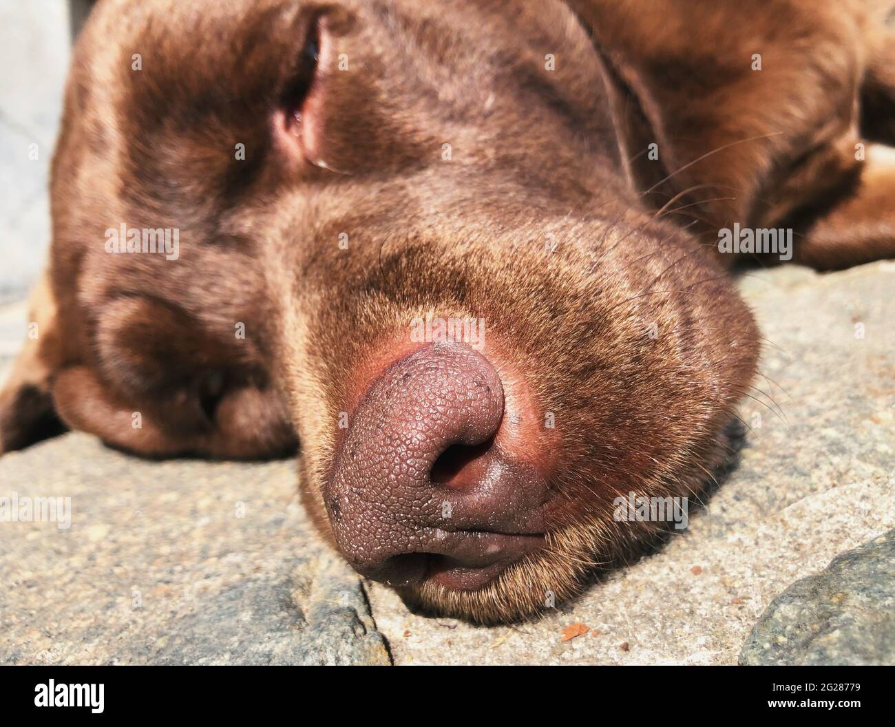 nose of a brown labrador Stock Photo