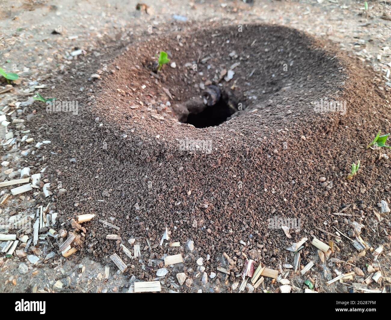 Animal burrow hole in hi-res stock photography and images - Alamy