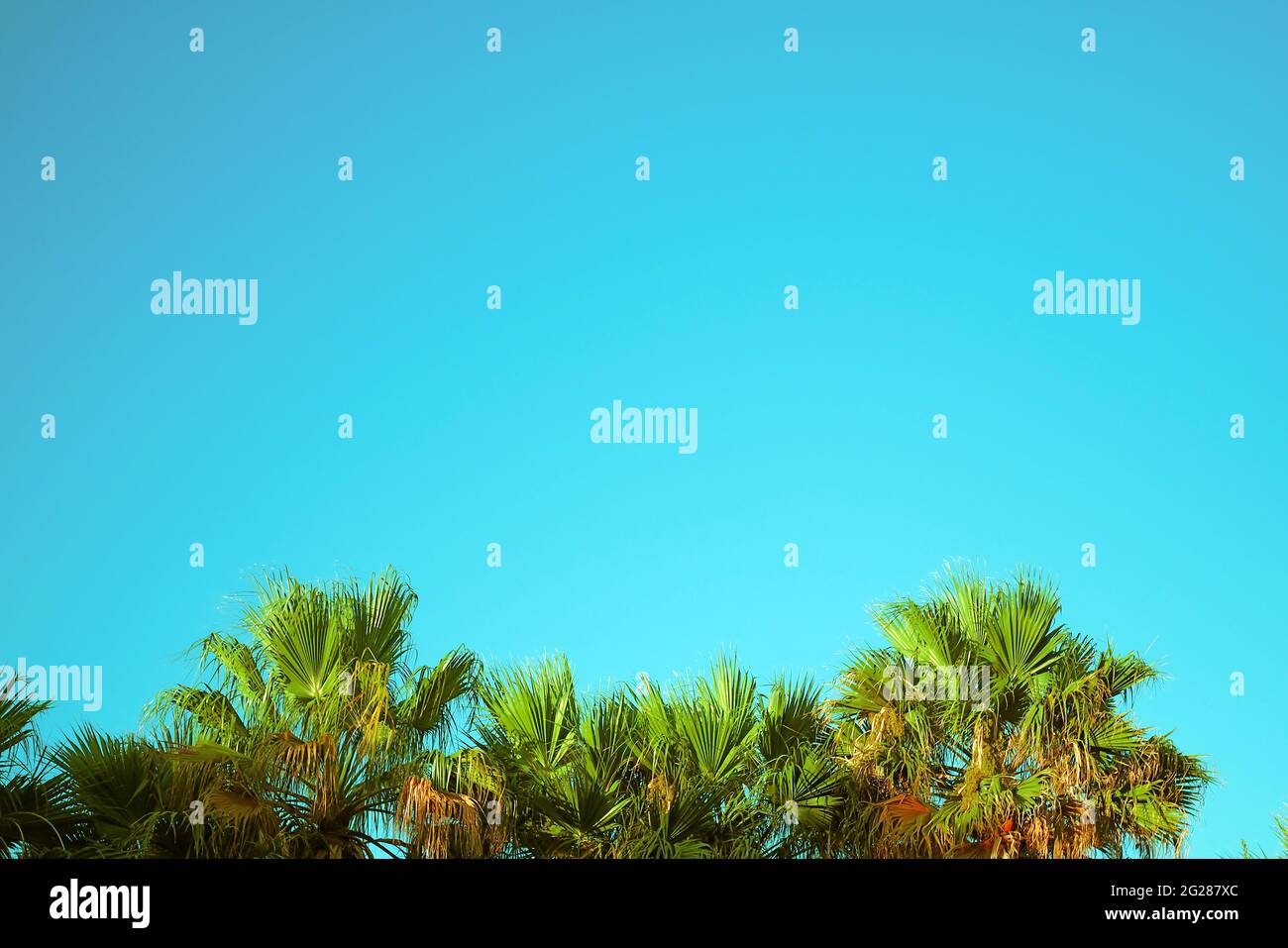 palm leaves against blue sky, copy space, color graded Stock Photo