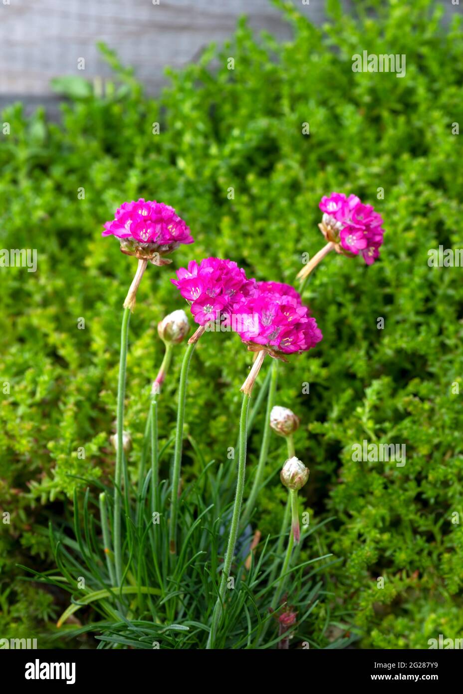 vertical image of a group of pink armeria alpin flowers of sea swift  part of the Plumbaginaceae plant family Green foliage blurred background copy sp Stock Photo