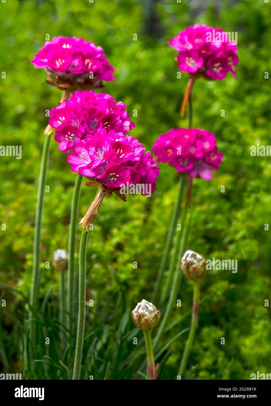 vertical image of pink armeria alpin flowers of sea swift  part of the Plumbaginaceae plant family Green foliage blurred background copy space below Stock Photo