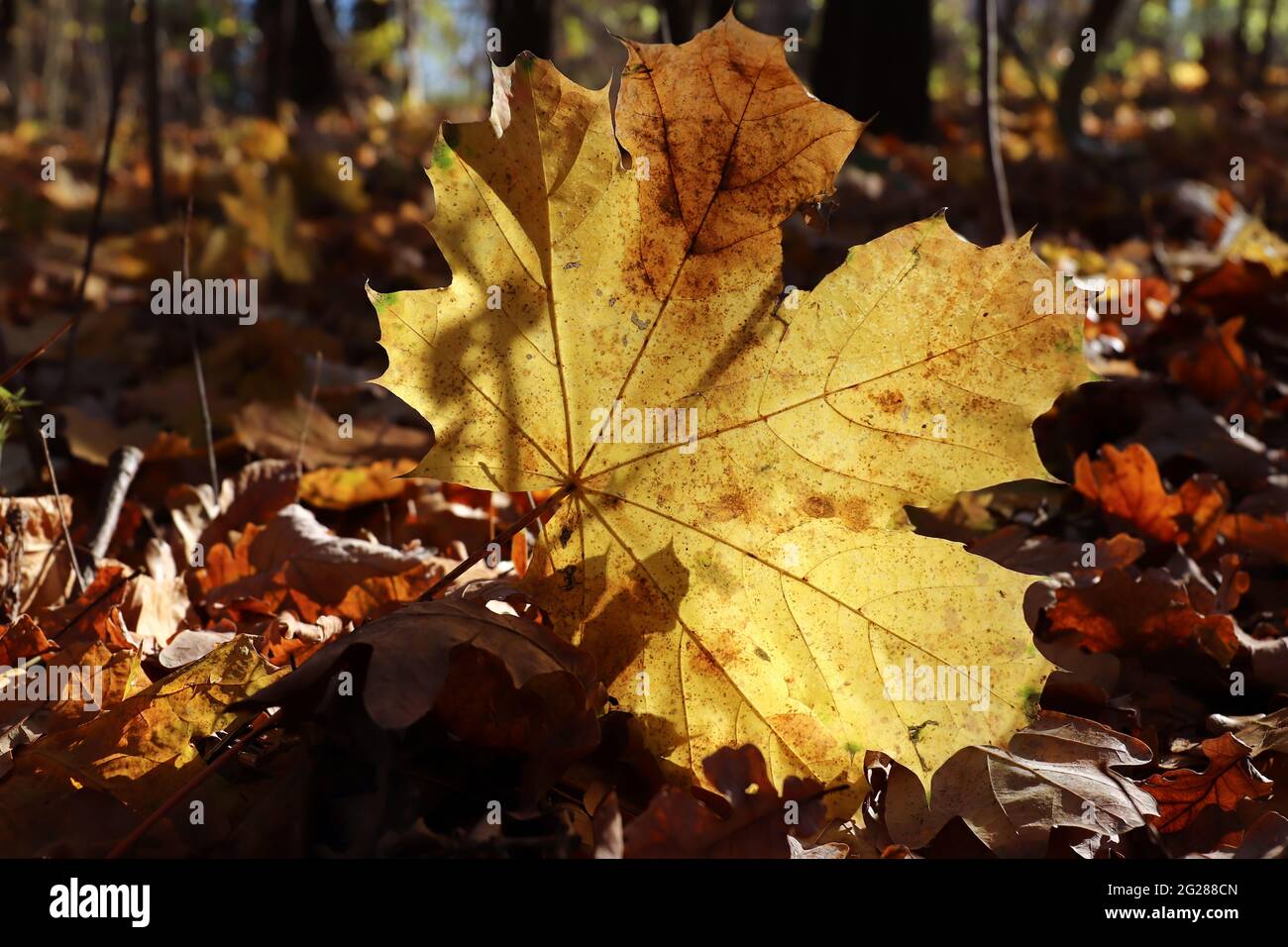 Fallen maple leaf hi-res stock photography and images - Alamy