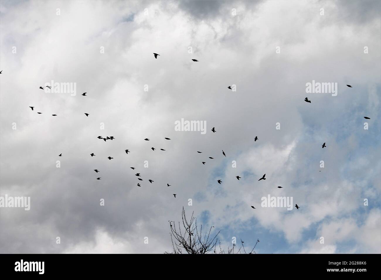 Clouds birds hi-res stock photography and images - Alamy