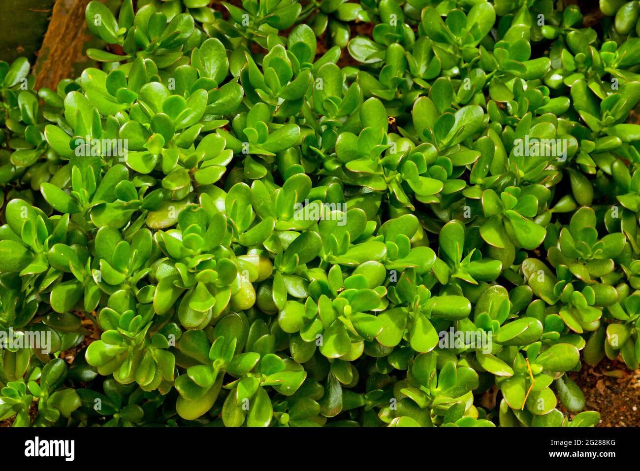 Closeup leaves of Crassula Ovata (also known as Jade Plant, Lucky