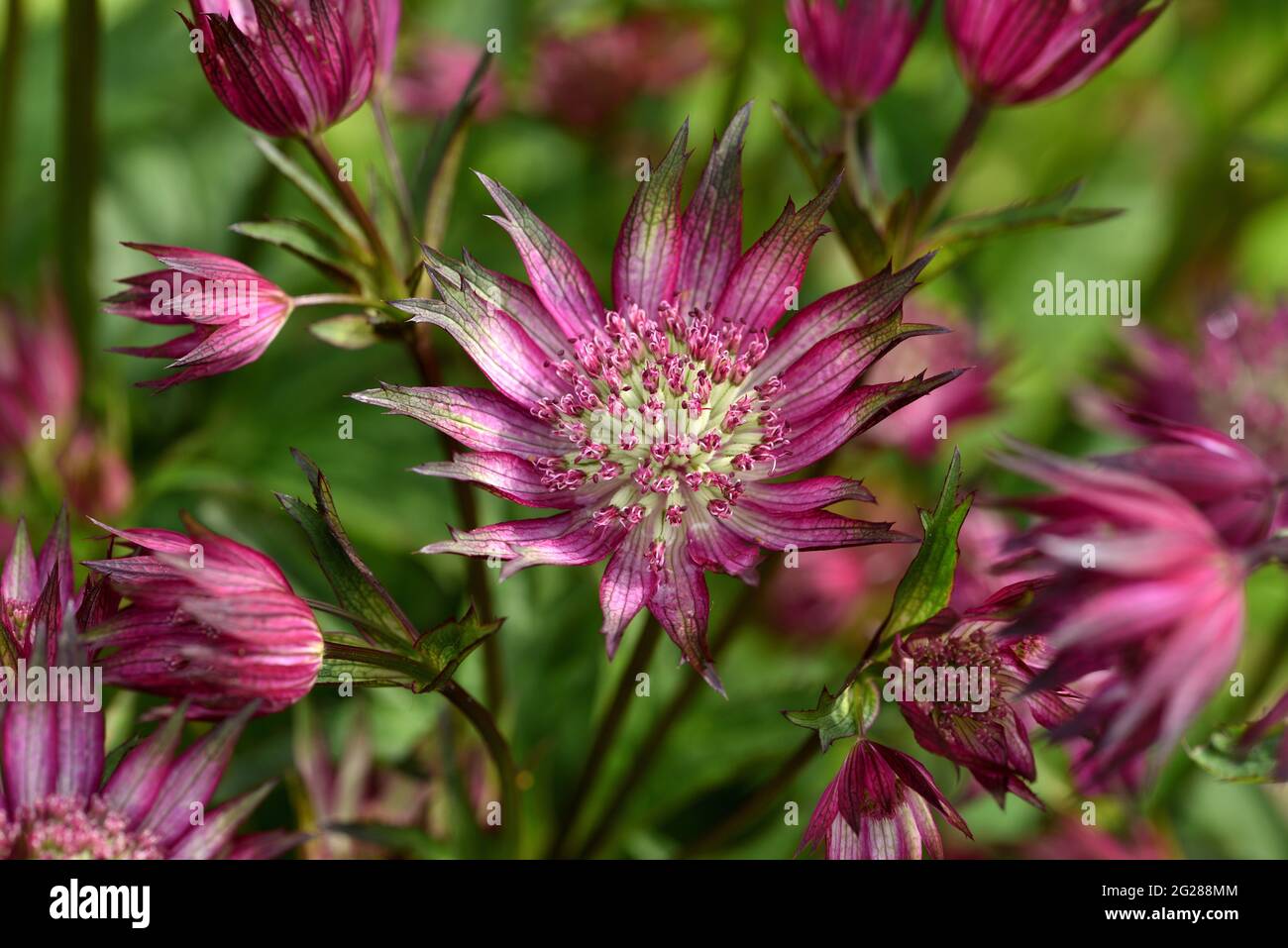 PERENNIAL SILVER-PINK FLOWERS ASTRANTIA "PINK STAR" SEEDS 