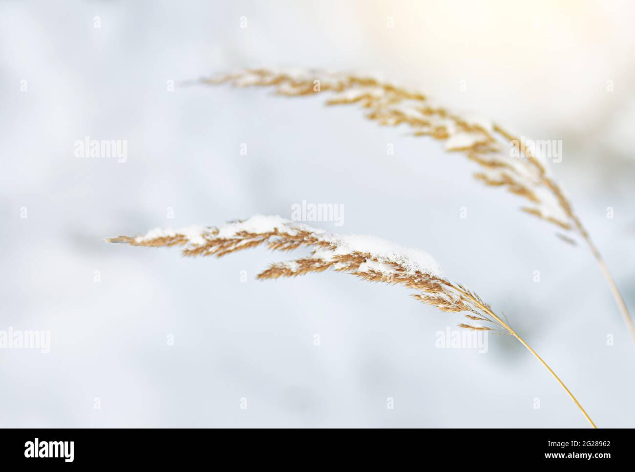 Two dry yellow blades of grass in winter under the snow. Agrostis exarata, Families of Cereals. Names spike bentgrass, pasific bengrass, spike redtop. Stock Photo