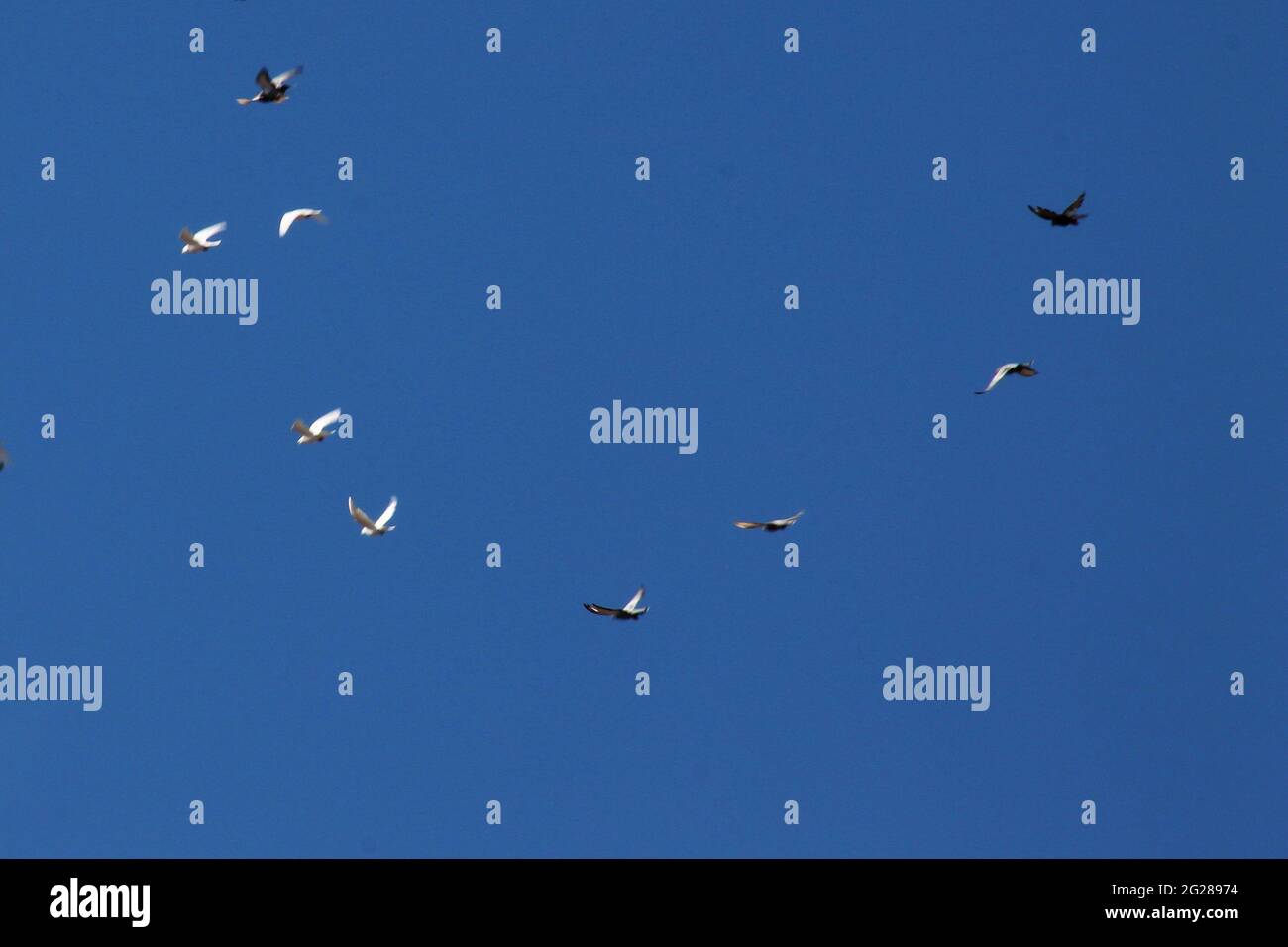 free birds flying in the blue sky Stock Photo - Alamy