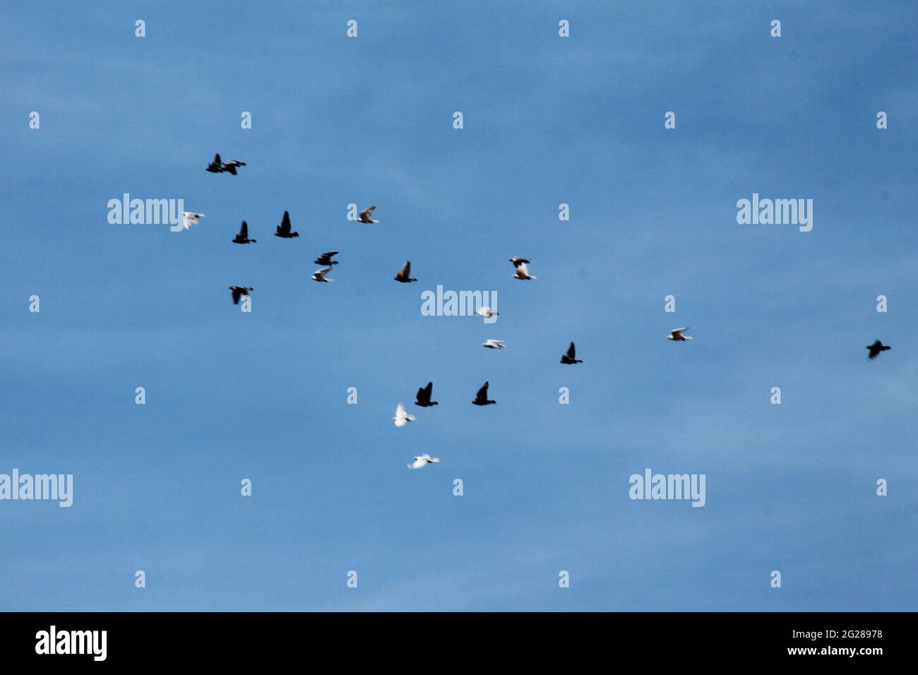 free birds flying in the blue sky Stock Photo - Alamy