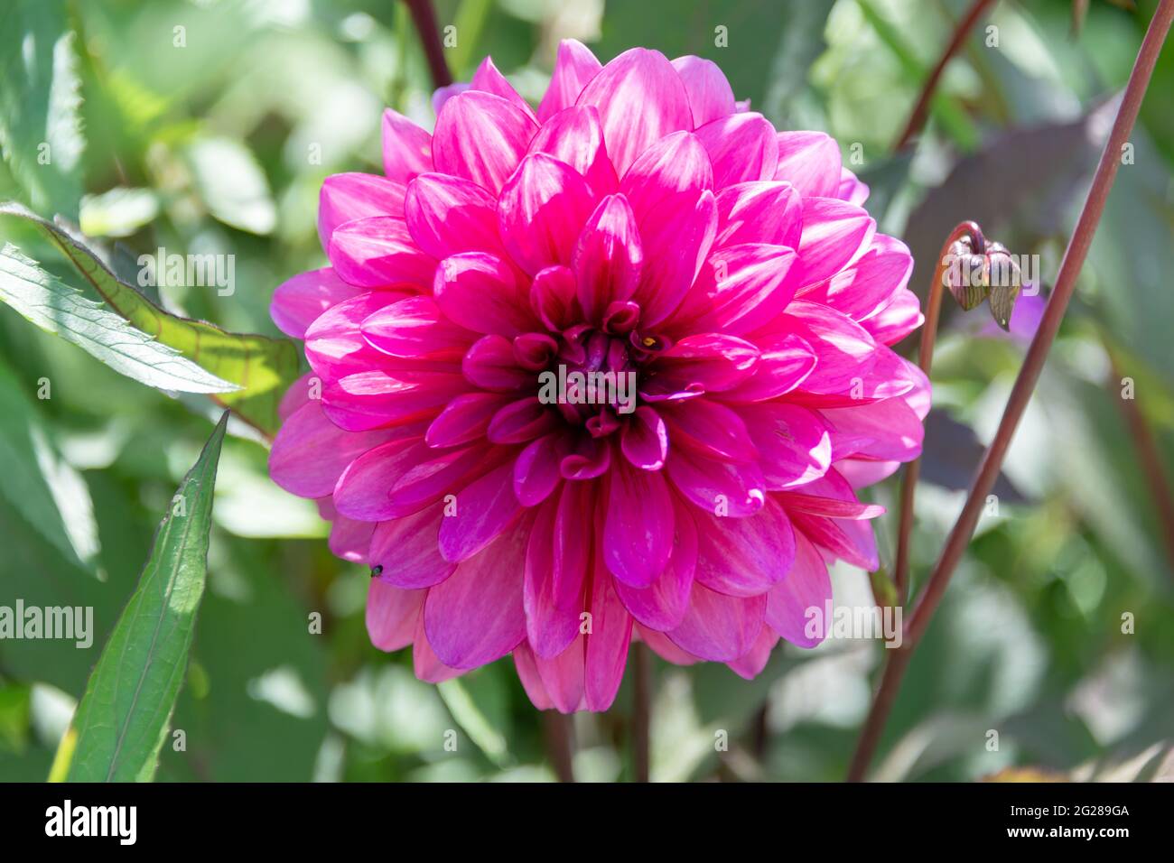 Vivid pink dalhia flower close up Stock Photo
