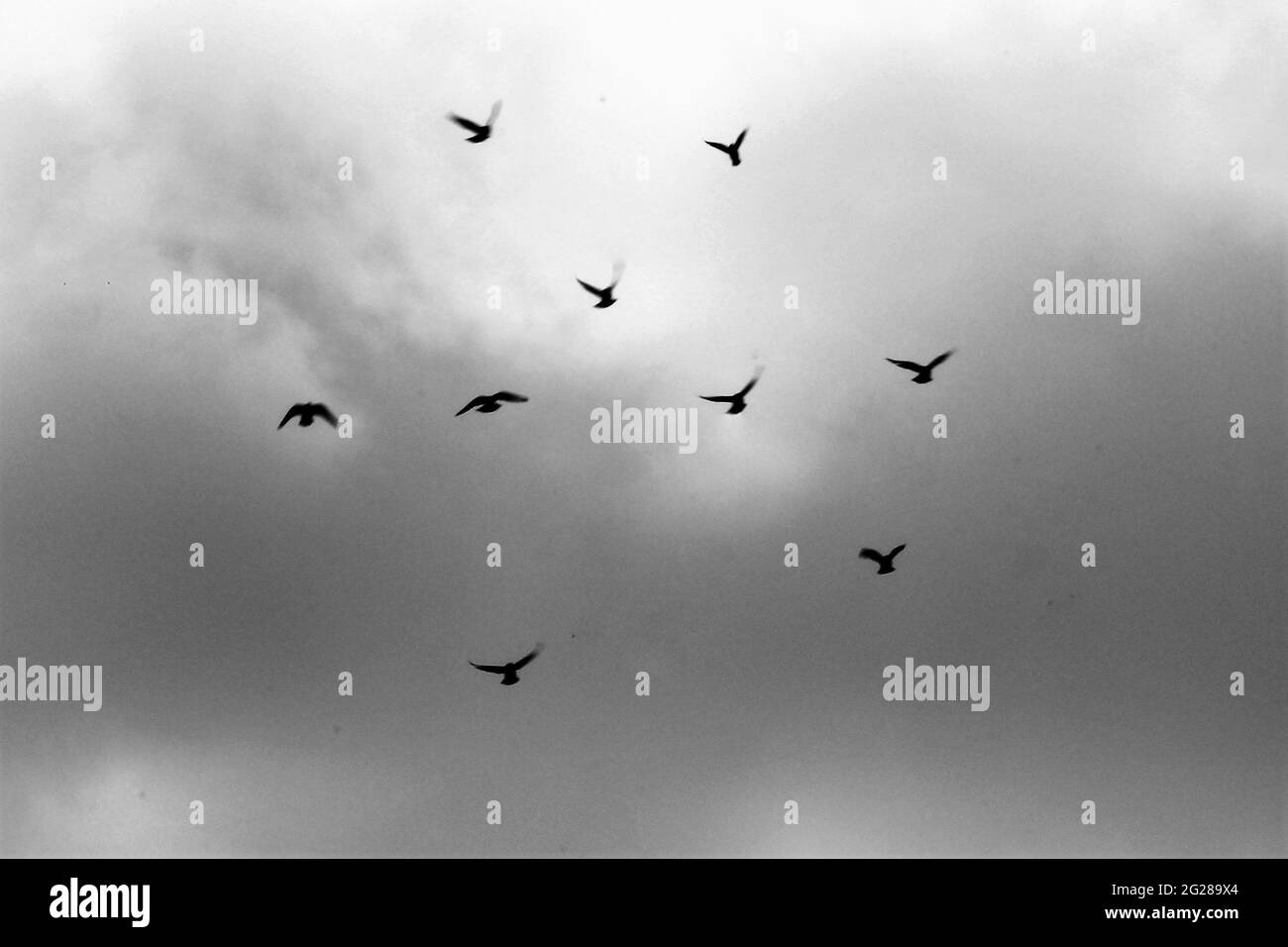 soaring birds in the sky Stock Photo - Alamy