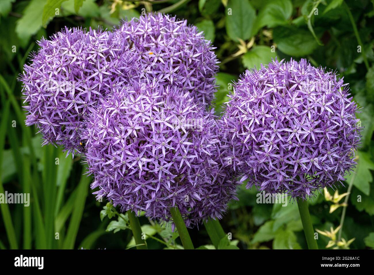 Giant Allium's flowering Stock Photo