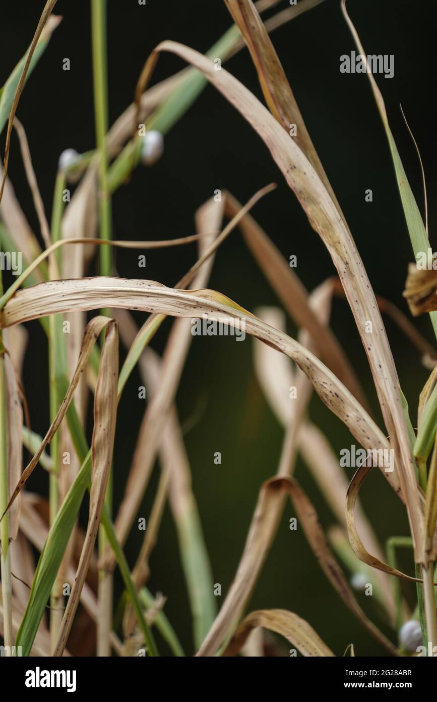 Darnel grass hi-res stock photography and images - Alamy