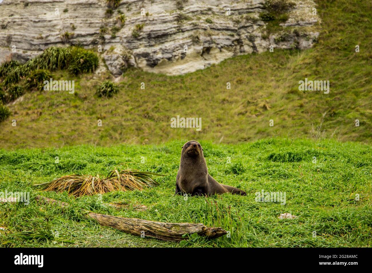 Sea Lion in Kaikoura, New Zealand Stock Photo - Alamy