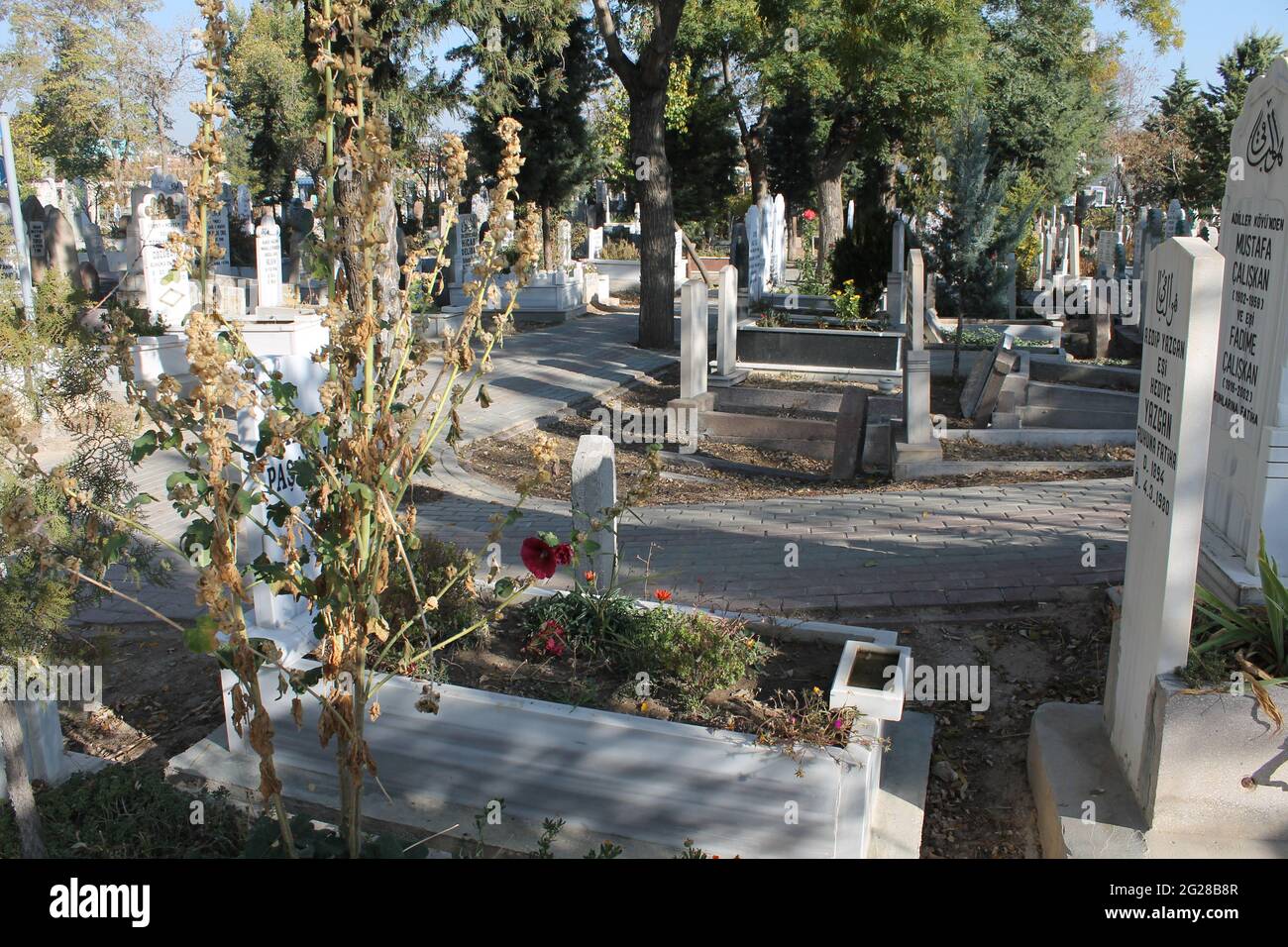 cemetery, tombstones, roses, trees Stock Photo