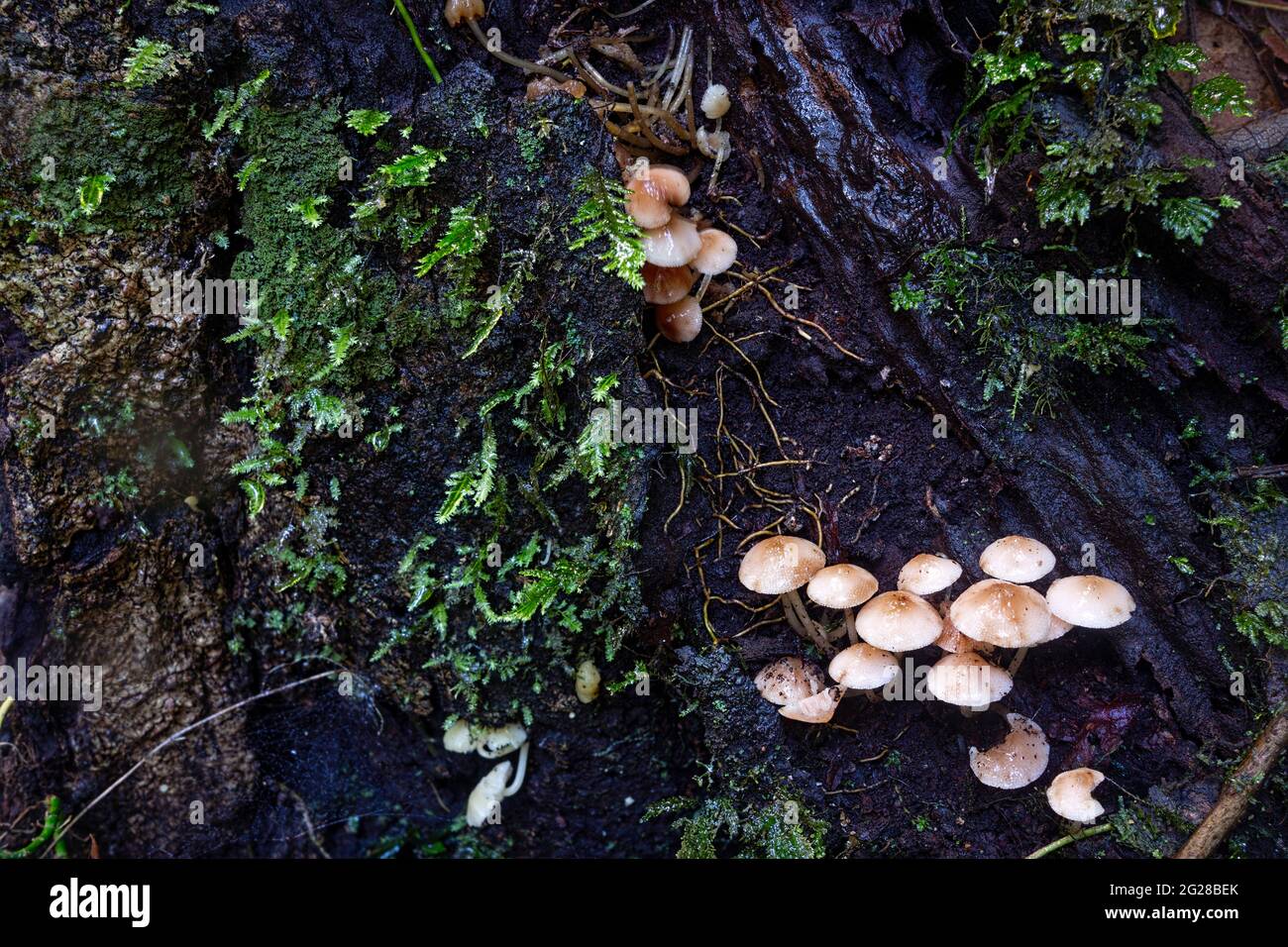 White mushroom fungi growing on a mossy log in the tropical rainforest at Eungella National Park, Queensland, Australia Stock Photo