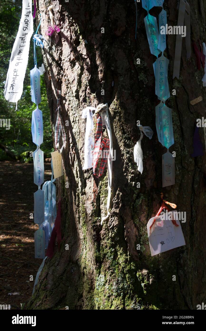 The Ministers Tree at Doon Hill at Aberfoyle, Scotland with messages left for the fairies, as made famous by the Reverend Robert Kirk and his book “ Stock Photo