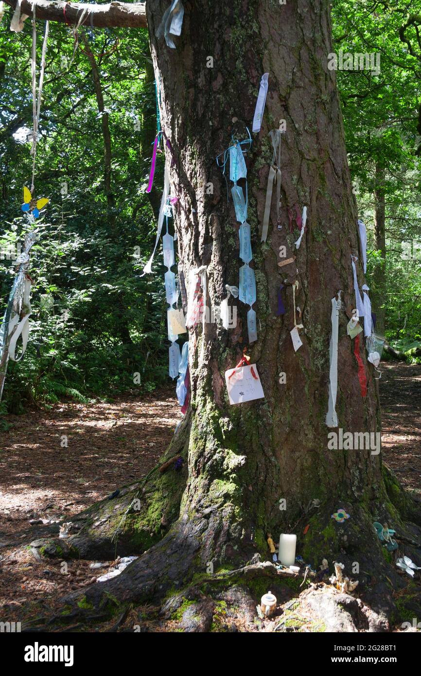 The Ministers Tree at Doon Hill at Aberfoyle, Scotland with messages left for the fairies, as made famous by the Reverend Robert Kirk and his book “ Stock Photo