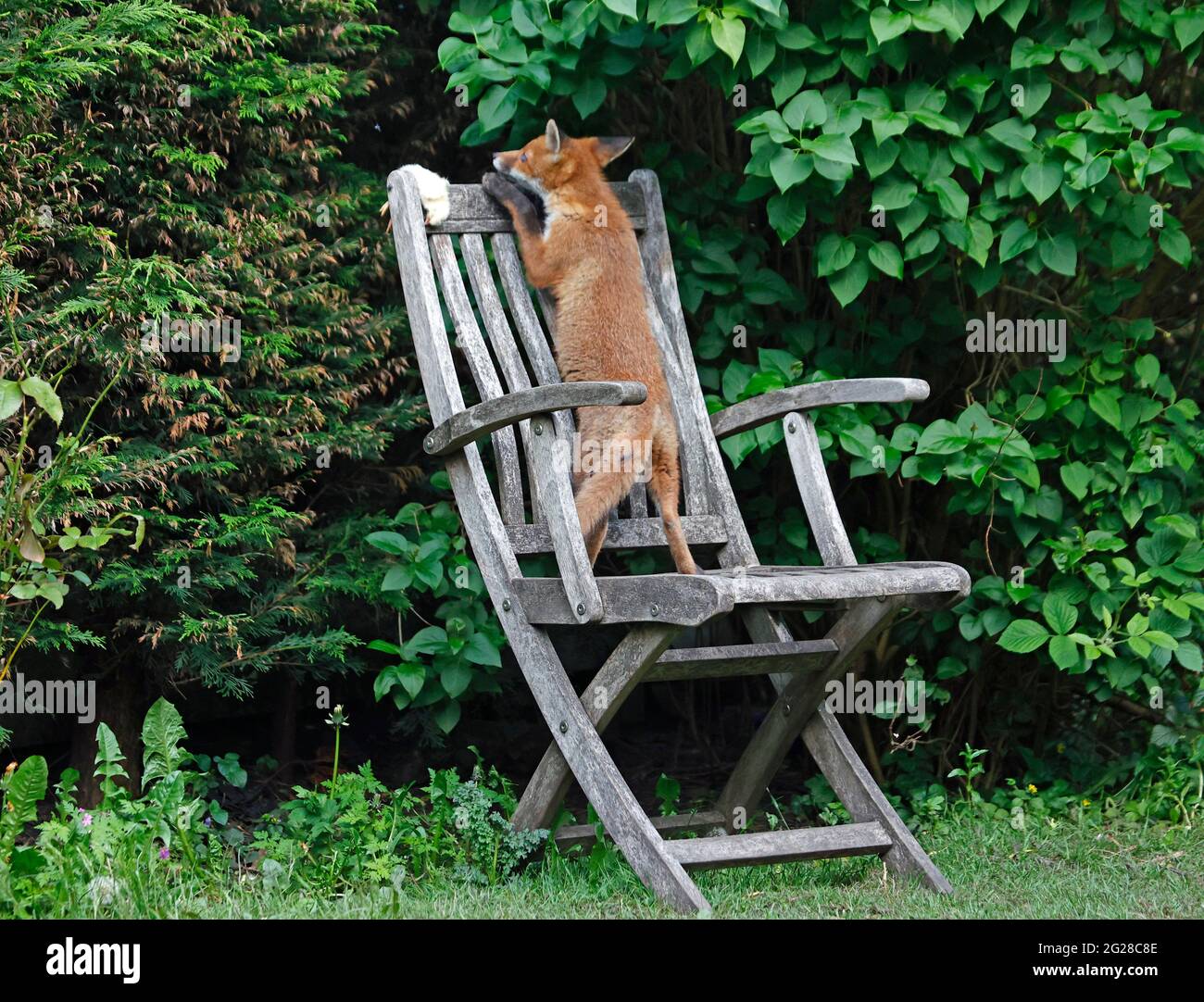 Fox cubs exploring and playing in the garden Stock Photo