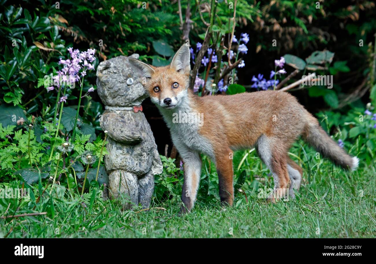 Fox cubs exploring and playing in the garden Stock Photo