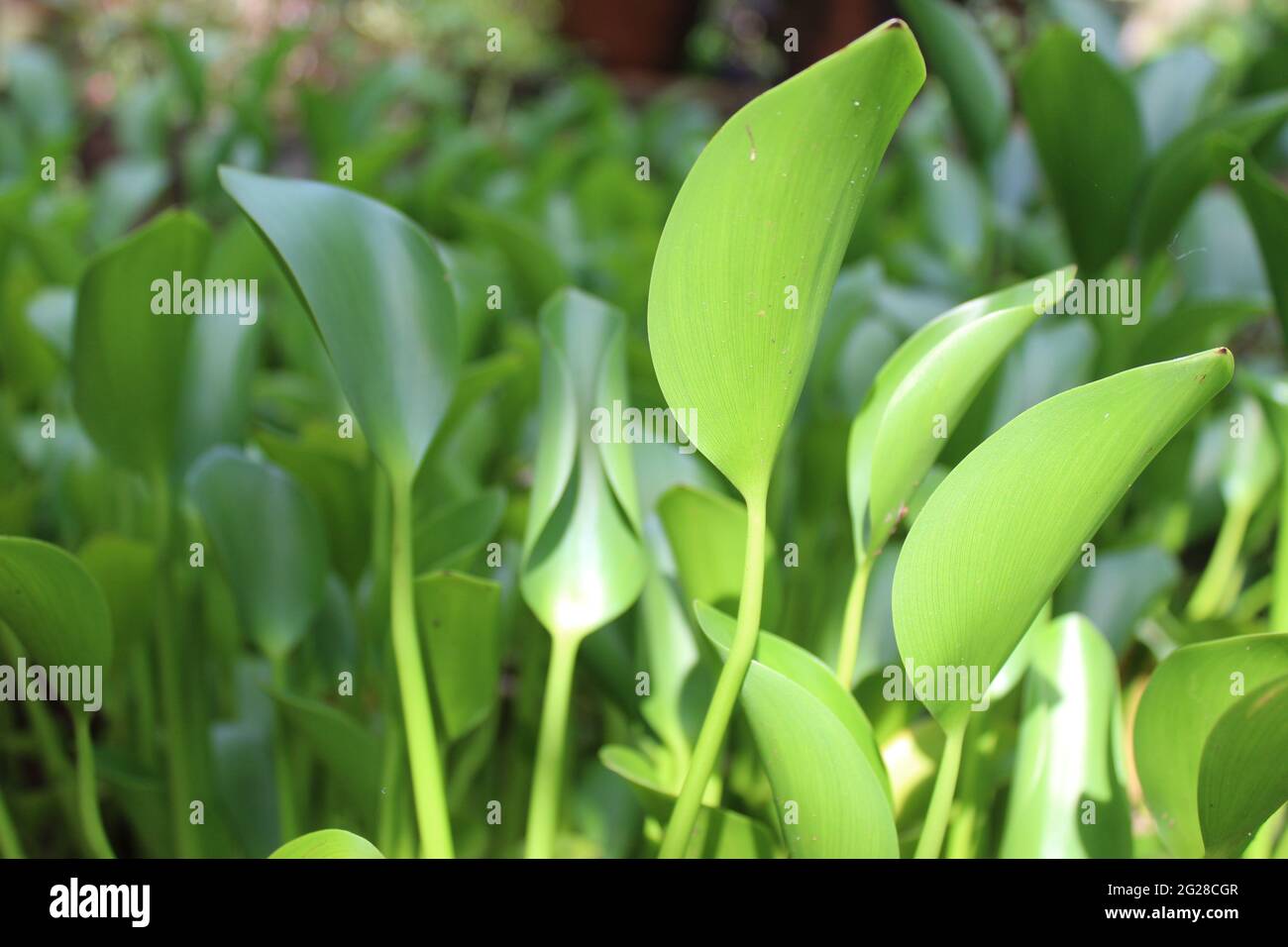 Smooth Green Leaves growing in a Pond: Lilac-devil (Pontederiaceae) -- Eichhornia crassipes (Mart.) Solms Stock Photo