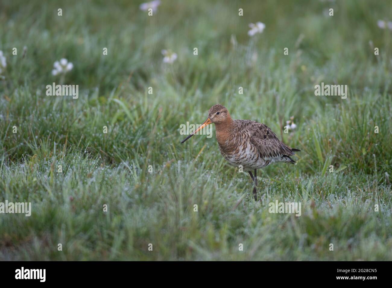 Uferschnepfe, Limosa limosa, black-tailed godwit Stock Photo