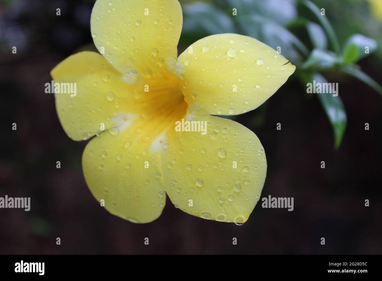 Beautiful Open Yellow Flower: Golden-trumpet (Apocynaceae) Allamanda cathartica L. Stock Photo