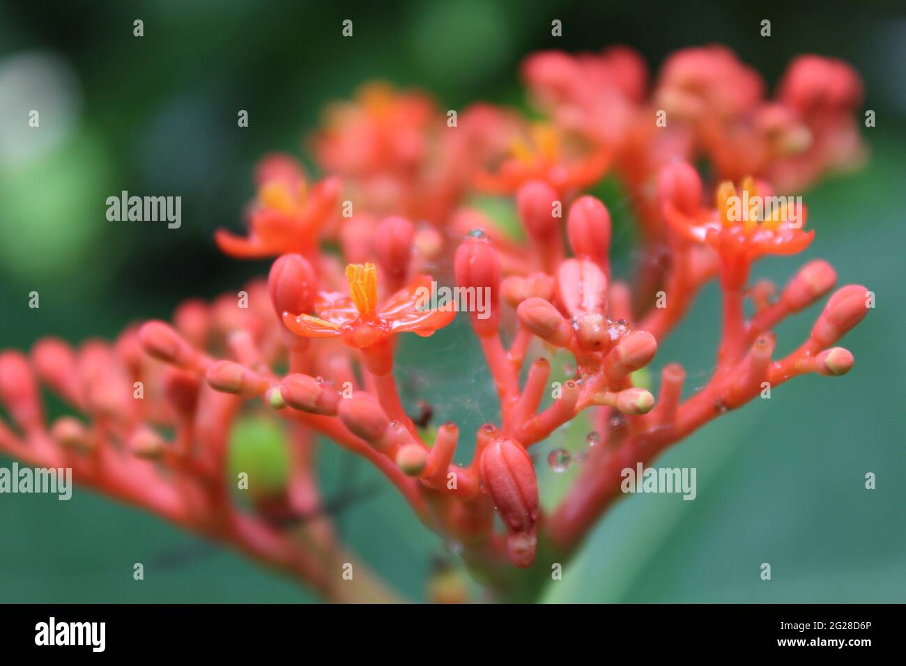 Tiny Bunch of Red Flowers: Bottle-euphorbia (Euphorbiaceae) Jatropha podagrica Hook. Stock Photo
