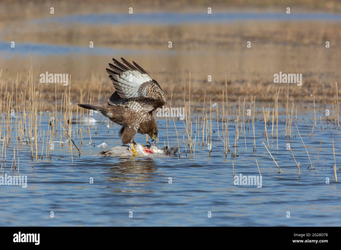 Hunted bird hi-res stock photography and images - Alamy