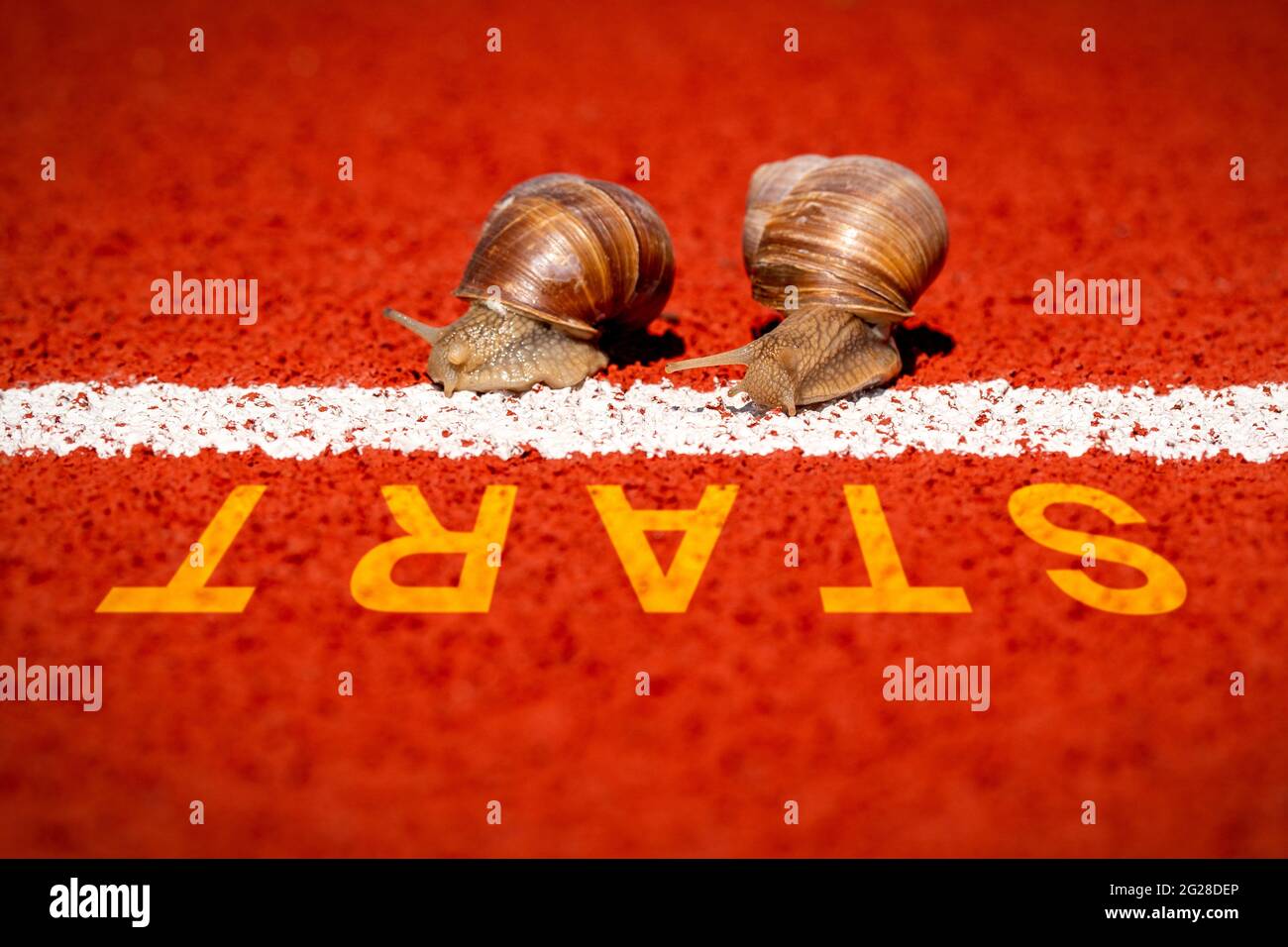 Slow Racing Snail Slowly metaphor hi-res stock photography and images - Alamy