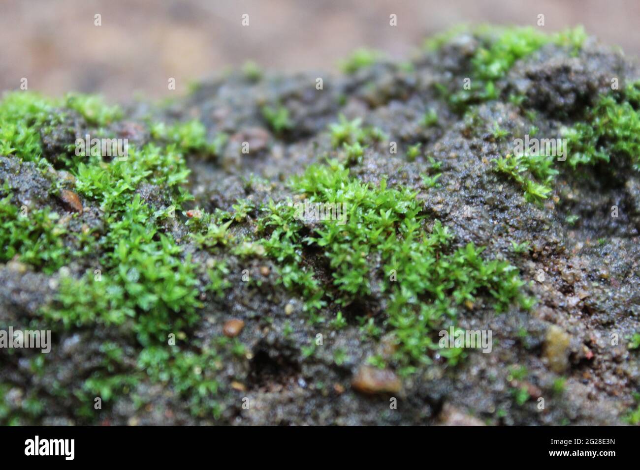 Zoom on Moss Growing on Rocks Stock Photo