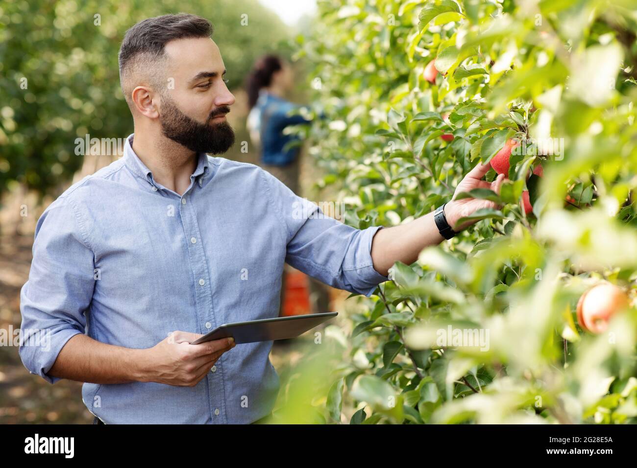 Control of fruit cultivation, check crop and management of eco farm with digital device Stock Photo
