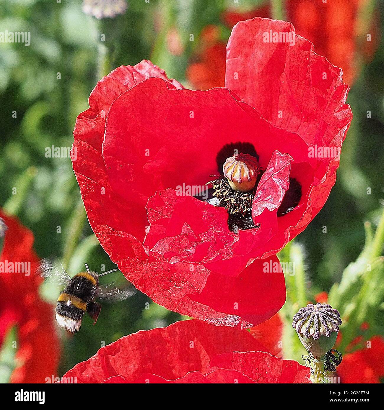 Minster on Sea, Kent, UK. 9th June, 2021. UK Weather: a bee hovers above wild poppies along a special 'Bee Road' of wild flowers created along the coastroad in Minster on Sea, Kent to help conserve the bees. Credit: James Bell/Alamy Live News Stock Photo