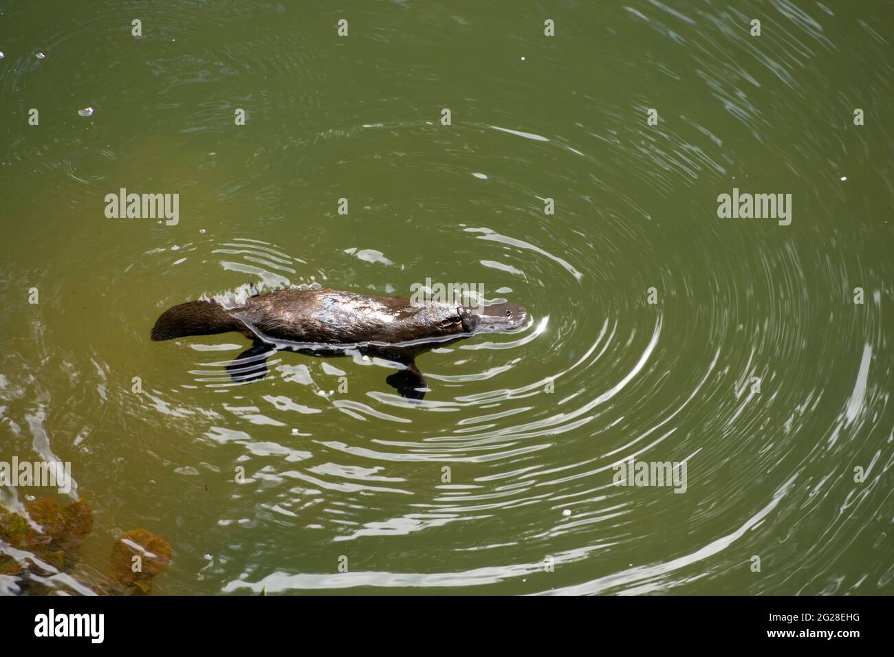 Australian platypus (Ornithorhynchus anatinus) with its bill and webbed feet like a duck and the fur of an otter is a semi-aquatic egg laying mammal. Stock Photo