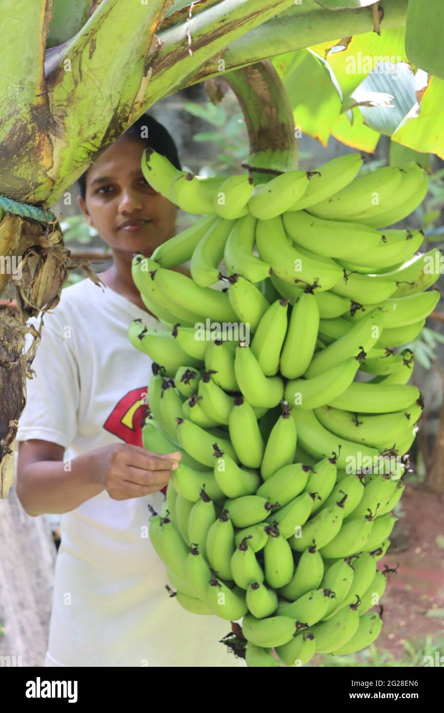 Banana harvest from backyard, This is Sri lankan home garden cultivation for sweet banana. Generally villages cultivate banana for home use or sell. Stock Photo